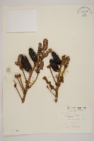 藏品(臺灣冷杉)的圖片