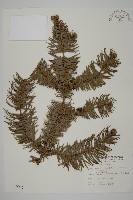 藏品(杉木)的圖片