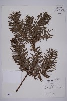 藏品(杉木)的圖片