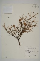 藏品(臺灣鐵杉)的圖片