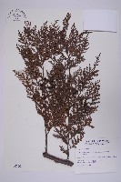 藏品(紅檜)的圖片