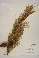 藏品(臺灣二葉松)的圖片