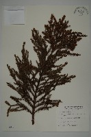 藏品(柳杉)的圖片