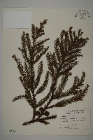 藏品(柳杉)的圖片