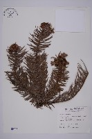 藏品(杉木)的圖片