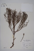 藏品(水松、廣東杉)的圖片