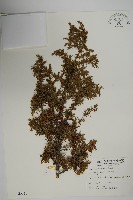 藏品(刺柏)的圖片