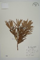 藏品(大葉羅漢松)的圖片