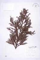 藏品(柳杉)的圖片