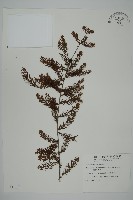 藏品(落羽松、美國水松)的圖片