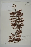 藏品(落羽松、美國水松)的圖片