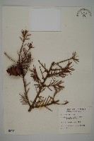 藏品(臺灣黃杉)的圖片