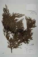 藏品(紅檜)的圖片