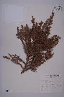 藏品(柳杉)的圖片