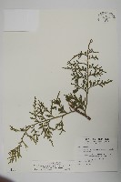 藏品(台灣肖楠)的圖片