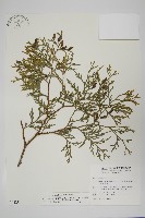 藏品(台灣肖楠)的圖片