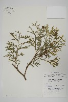 藏品(台灣肖楠)的圖片