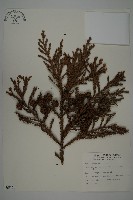 藏品(柳杉)的圖片