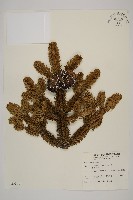 藏品(臺灣冷杉)的圖片