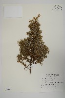 藏品(刺柏)的圖片