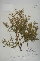 藏品(台灣肖楠)的圖片