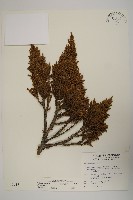 藏品(香青)的圖片