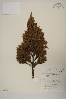 藏品(香青)的圖片