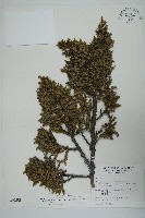 藏品(香青)的圖片