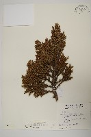 藏品(香青)的圖片