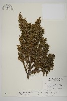 藏品(香青)的圖片