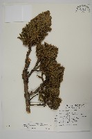 藏品(香青)的圖片