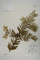 藏品(臺灣粗榧、台灣三尖杉)的圖片