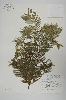 藏品(臺灣粗榧、台灣三尖杉)的圖片