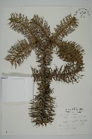 藏品(杉木)的圖片