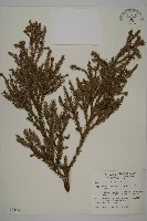 藏品(柳杉)的圖片