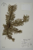 藏品(杉木)的圖片