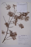 藏品(臺灣黃杉)的圖片