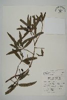 藏品(桃實百日青)的圖片