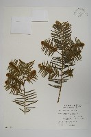 藏品(臺灣粗榧、台灣三尖杉)的圖片