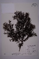 藏品(臺灣紅豆杉、紫杉、南方紅豆杉)的圖片