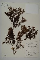 藏品(臺灣紅豆杉、紫杉、南方紅豆杉)的圖片