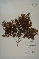 藏品(臺灣紅豆杉、紫杉、南方紅豆杉)的圖片