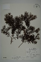 藏品(臺灣紅豆杉、紫杉、南方紅豆杉)的圖片