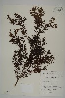 藏品(臺灣紅豆杉、紫杉、南方紅豆杉)的圖片