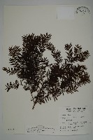 藏品(臺灣紅豆杉、紫杉、南方紅豆杉)的圖片