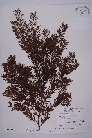 藏品(臺灣紅豆杉、紫杉、南方紅豆杉)的圖片