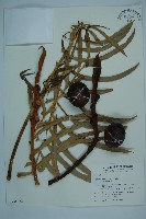 藏品(光果蘇鐵)的圖片