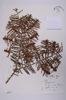 藏品(臺灣粗榧、台灣三尖杉)的圖片