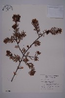 藏品(臺灣黃杉)的圖片