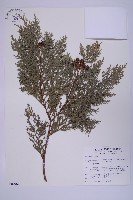 藏品(臺灣扁柏)的圖片